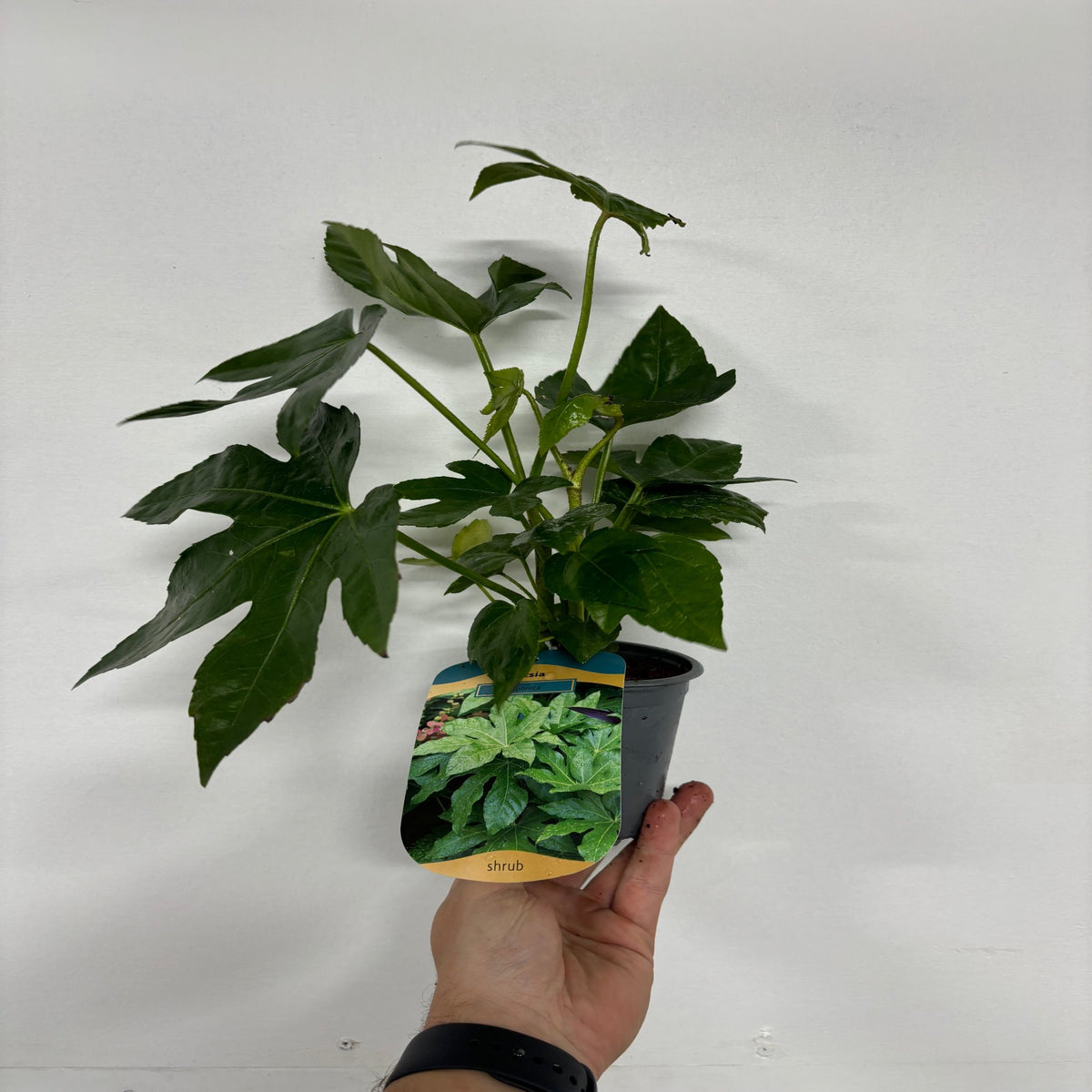 A hand holds a small potted Fatsia japonica (9cm-5L) with large green leaves; the pot&#39;s label shows a photo of mature leaves and the word &quot;shrub.&quot; The background is plain white.