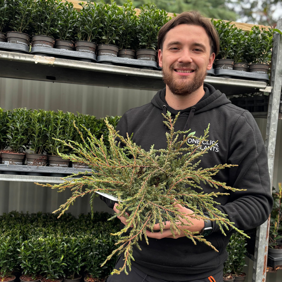 Juniperus communis &#39;Repanda&#39; 2L