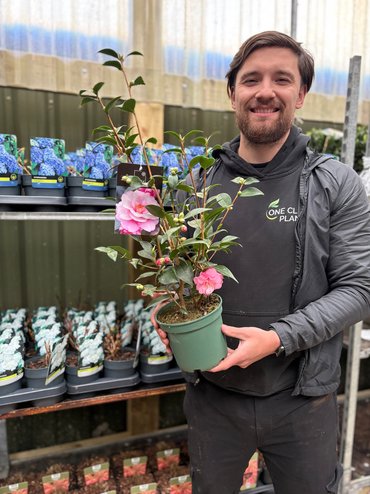 Camellia on frame 'Spring Festival ' 2L/5L