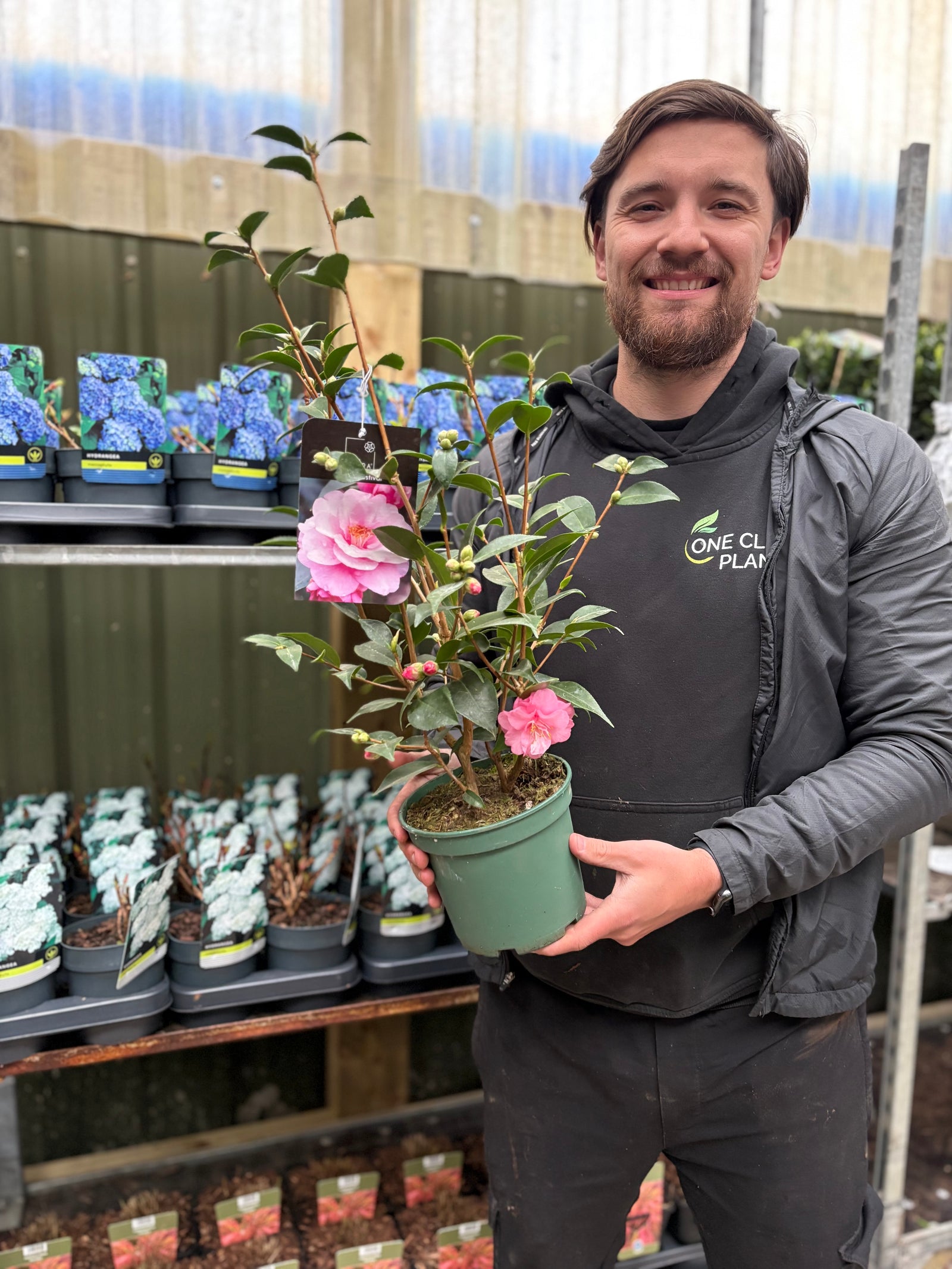 Camellia on frame 'Spring Festival ' 2L/5L