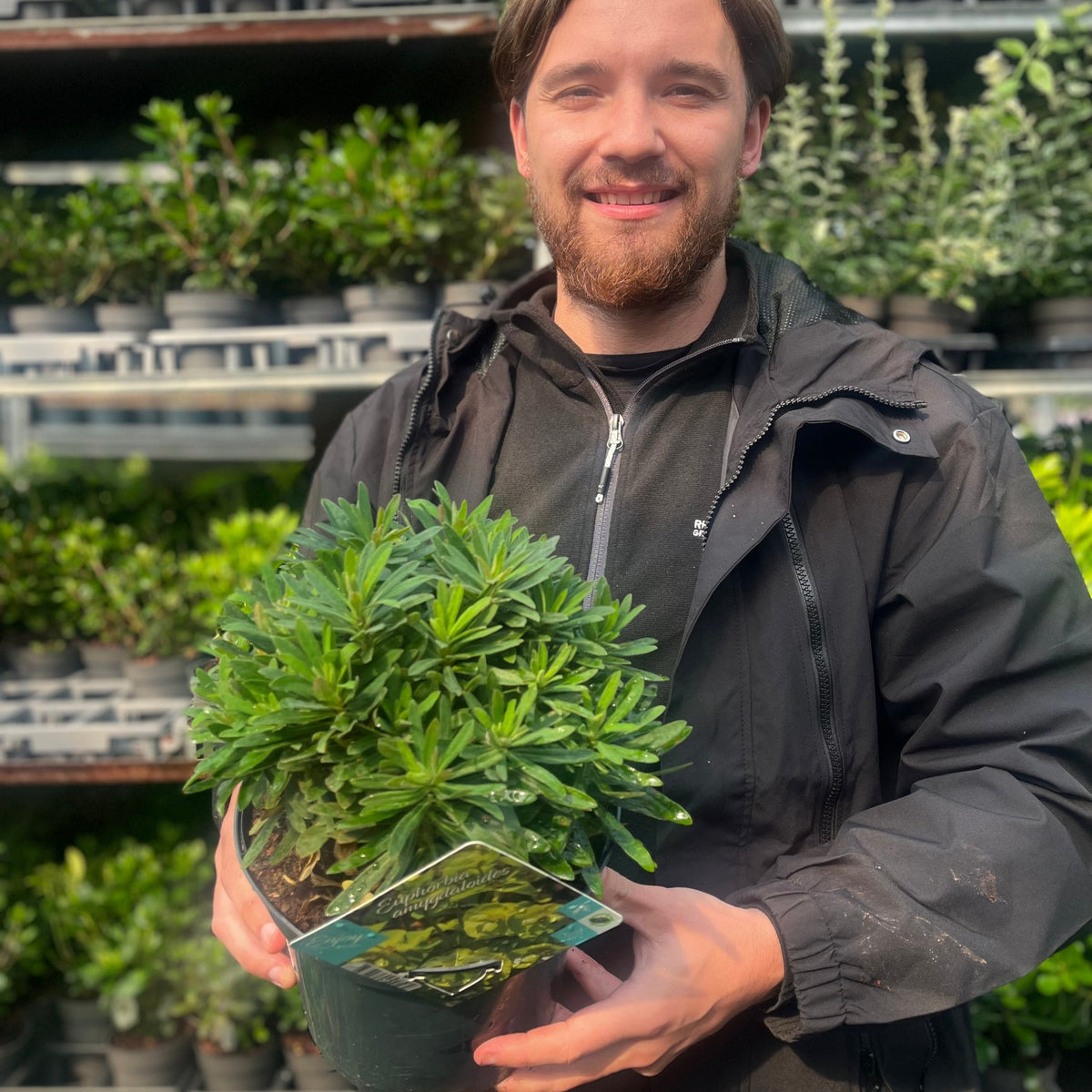 Euphorbia amygdaloides &#39;Red Wing&#39; 3L