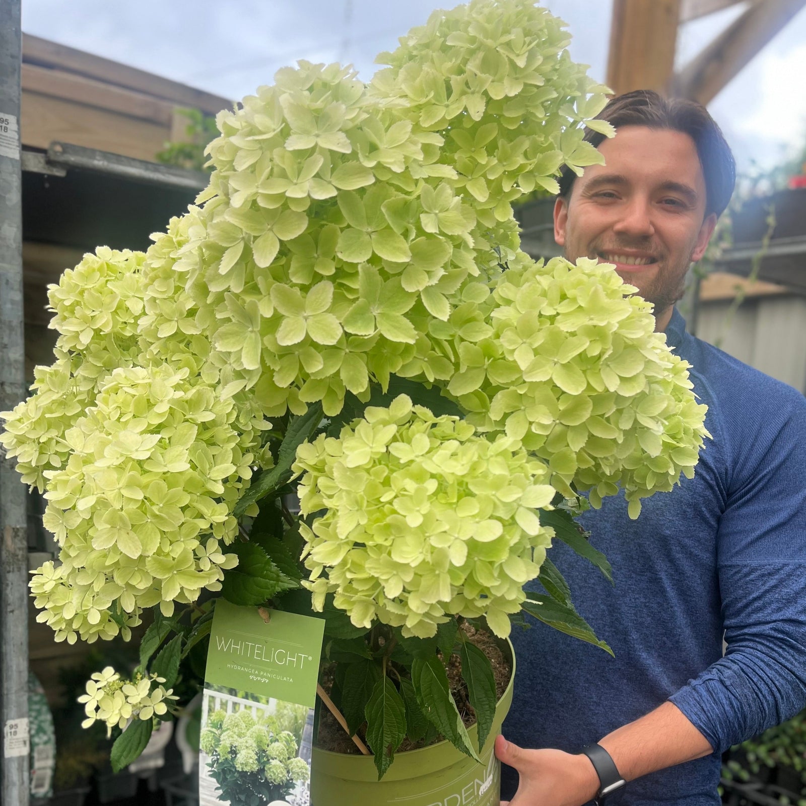 A smiling man in a blue shirt holds a large potted Hydrangea paniculata 'White Light' (2L/5L/7.5L), a deciduous shrub with light green blooms, labeled WHITELIGHT, at an outdoor garden center.