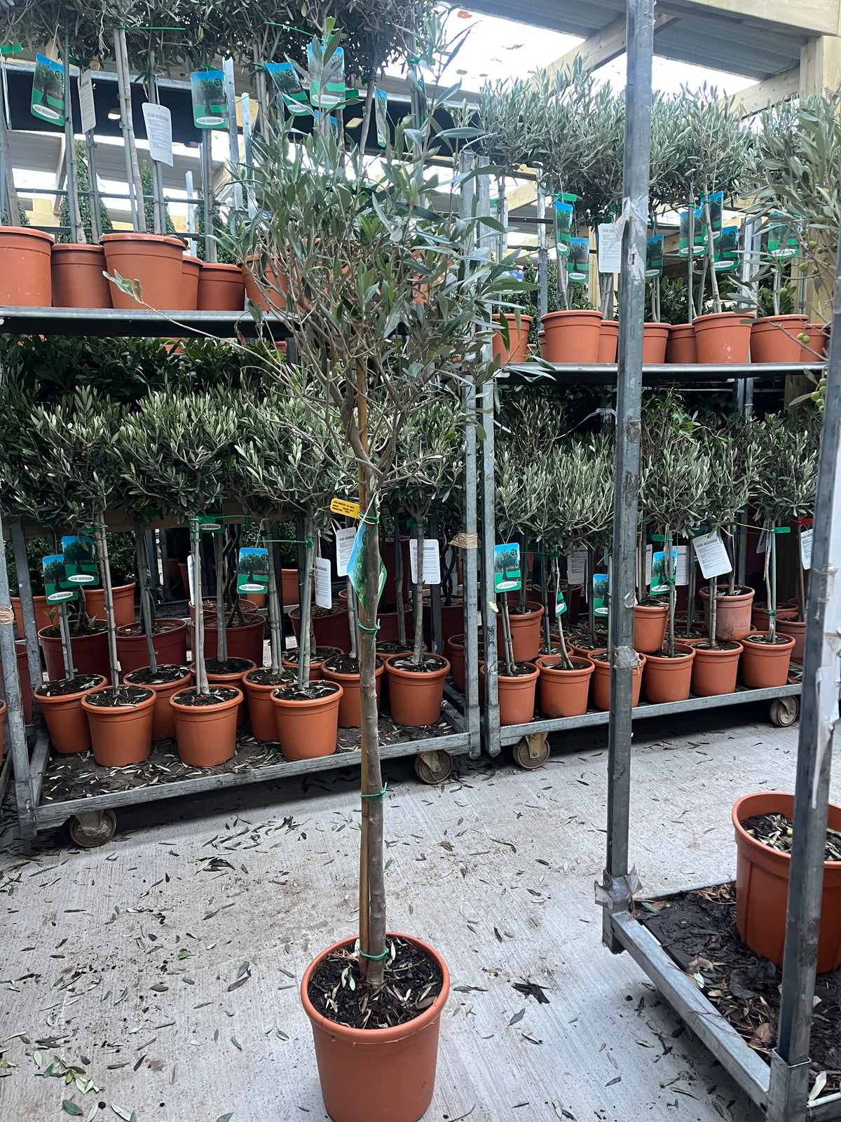Olive Tree 150-170cm (Second Selection - Reduced to clear)