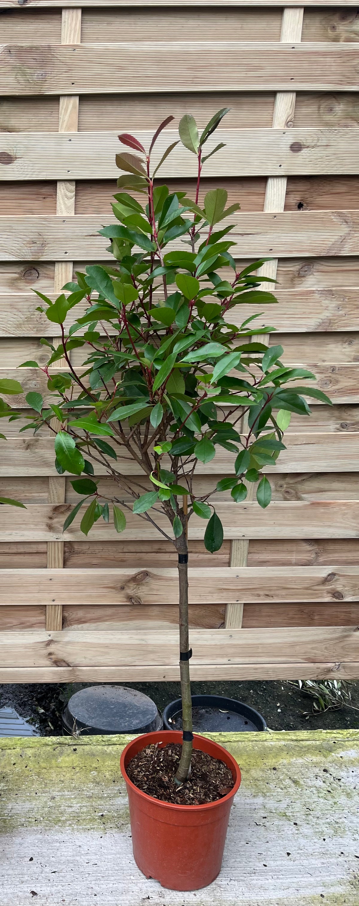 Special offer: Half Standard Photinia &#39;Red Robin&#39; 100cm, with neat lollipop shape, green leaves, and red stems on a slim trunk, stands in front of a wooden fence. Buy 2 for £54.99.