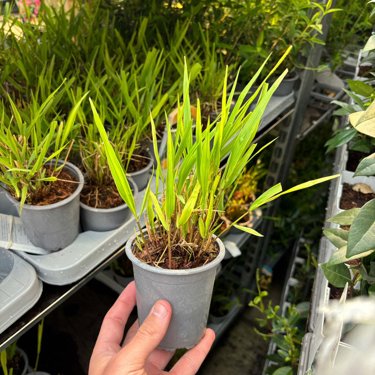 A hand holds a Hakonechloa macra Grass 9cm / 2L pot with vibrant green foliage. Several similar ornamental grasses are displayed on shelves in the background, set amid lush greenery.