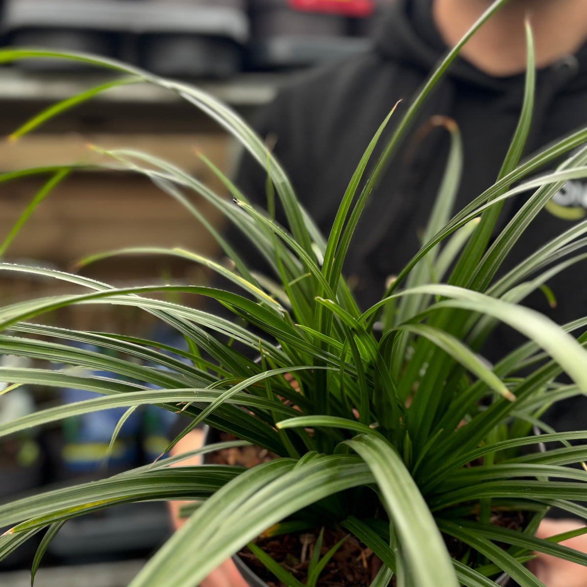 Carex oshimensis &#39;Irish Green&#39; 2L / 3L