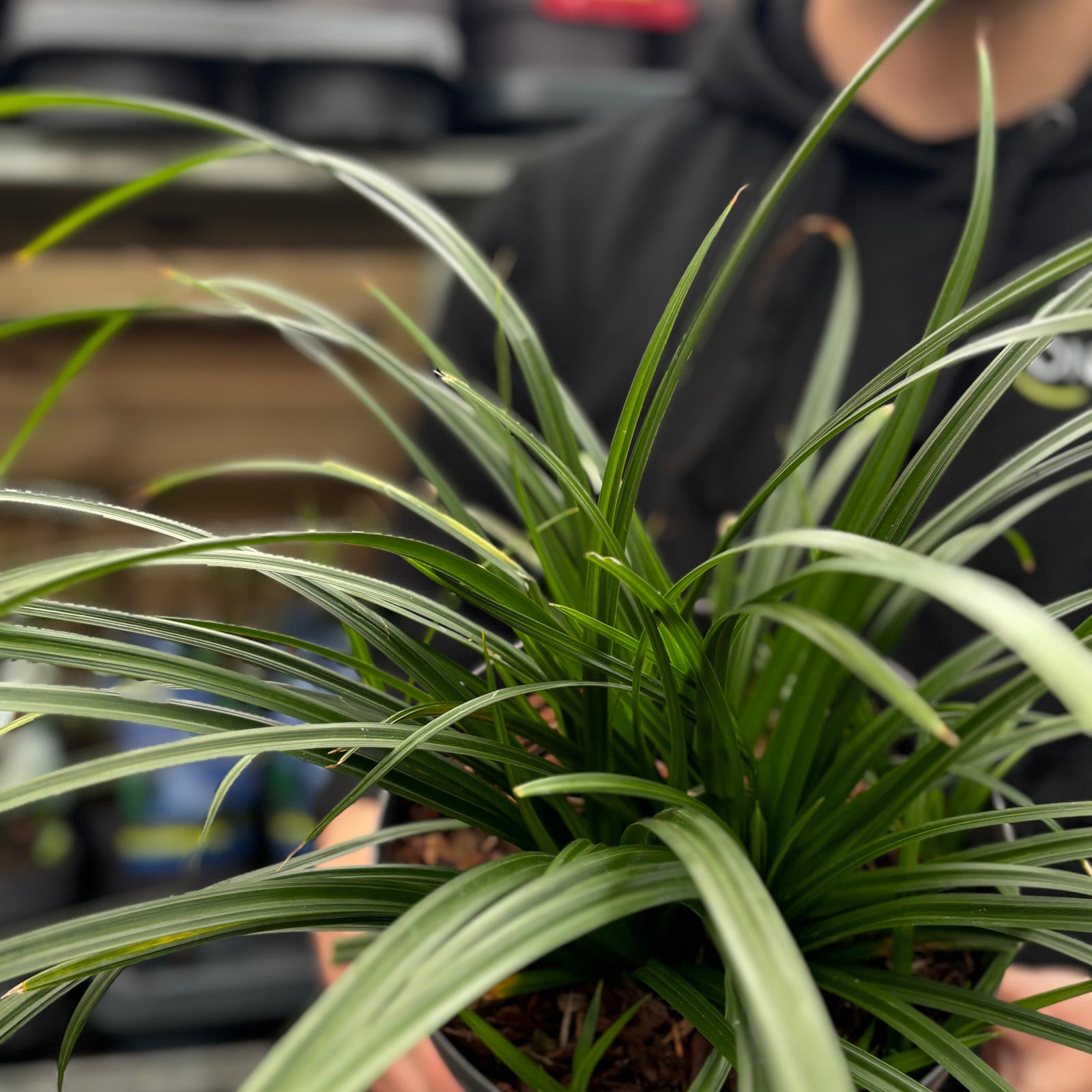 Carex oshimensis 'Irish Green' 2L / 3L