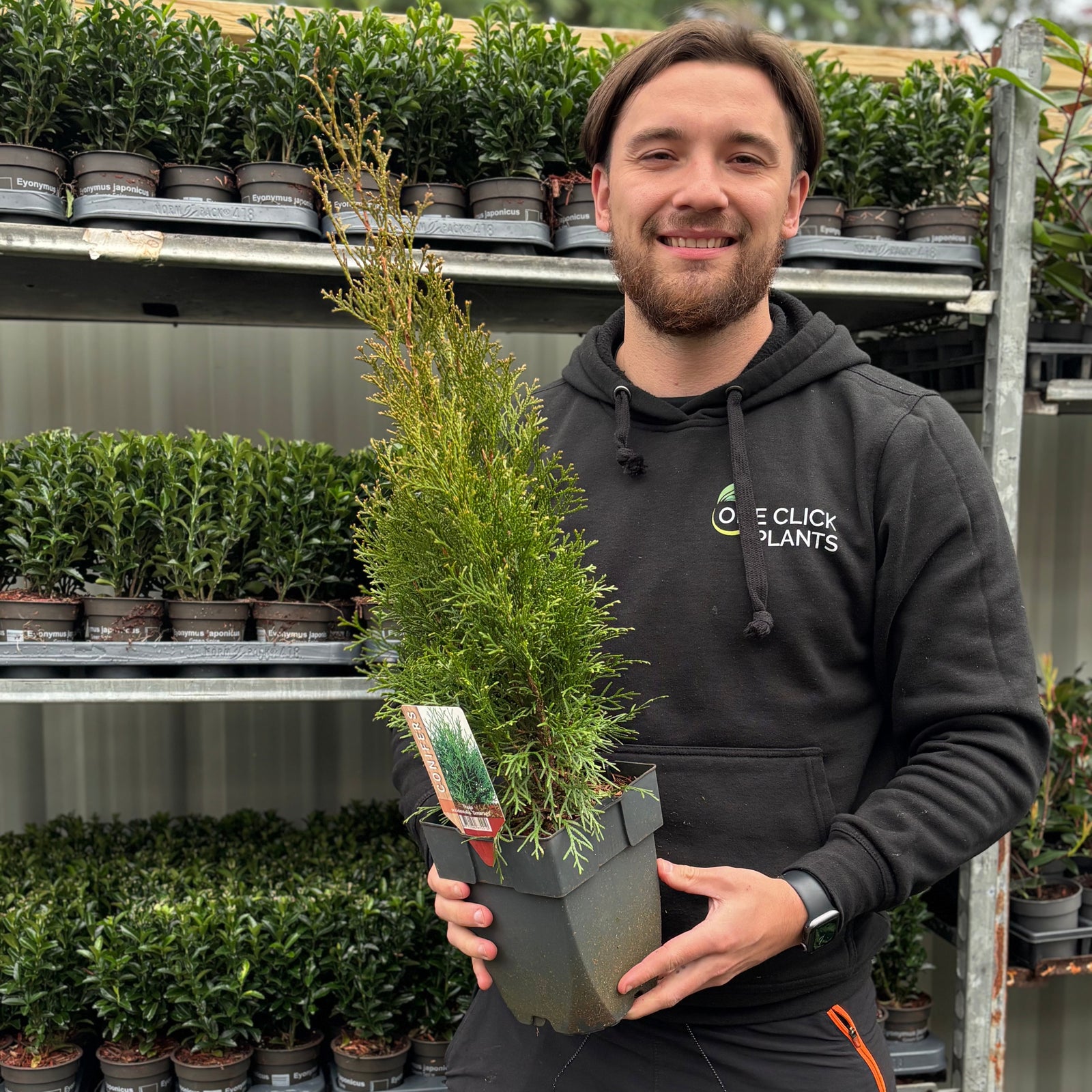 A man holds a Thuja occidentalis 'Smaragd' 2L, prized for its evergreen foliage and commonly used in hedges.