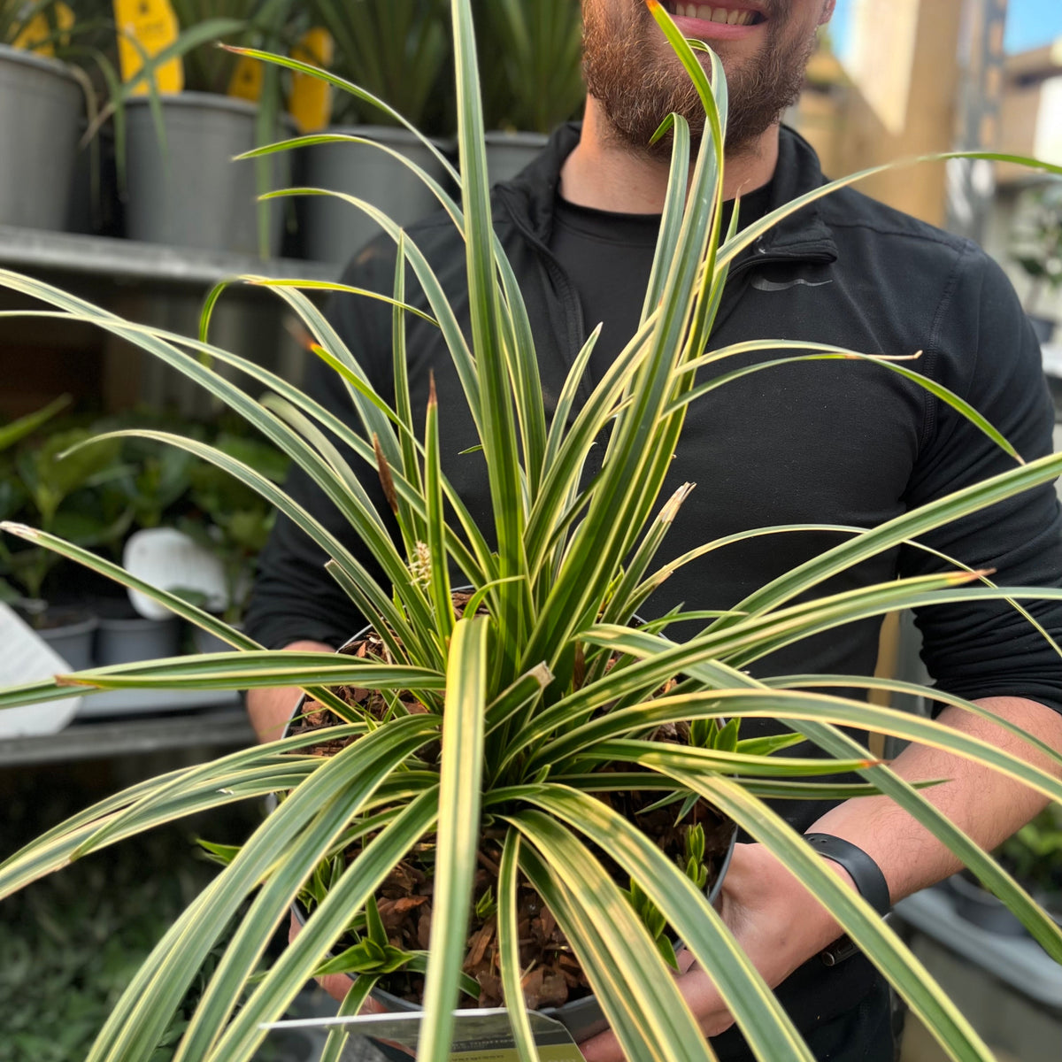 A person in a black shirt holds a large spider plant in a pot, standing among other plants—including Carex morrowii &#39;Ice Dance&#39; 3L—visible in the background of a store or greenhouse.