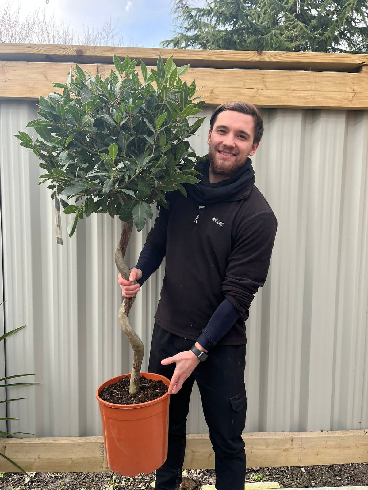 A smiling man in black stands outdoors, holding a 4ft / 5ft Spiral Stem Standard Bay Tree (Laurus nobilis, 110-120cm, 130-150cm) with evergreen foliage before a corrugated metal fence and wooden frame.