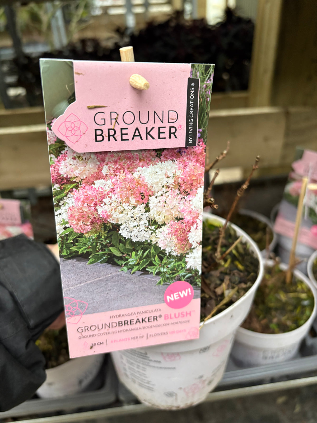 Hydrangea paniculata ‘Groundbreaker Blush’