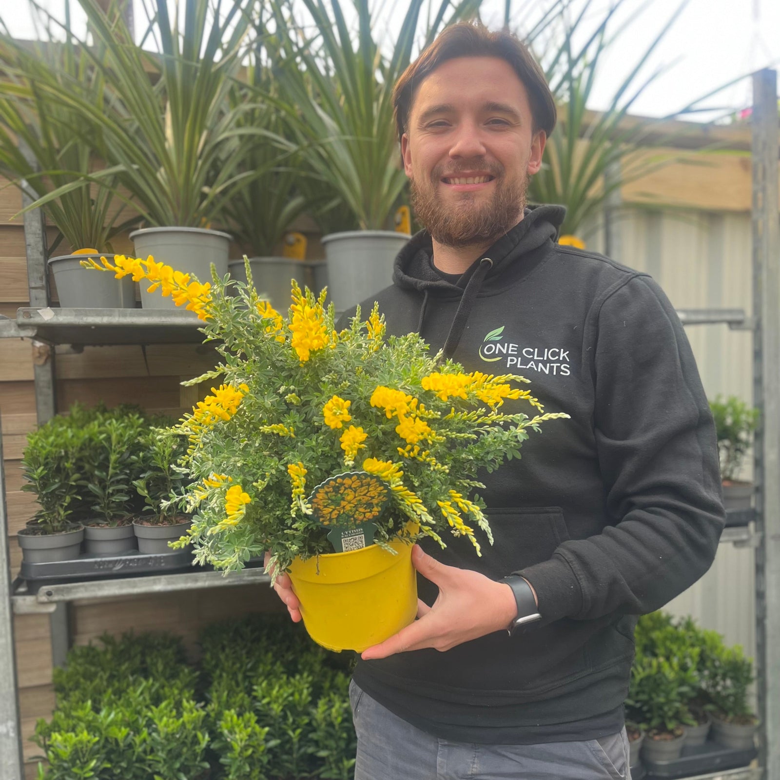 Cytisus 'Racemosus' 1.5L / 2L