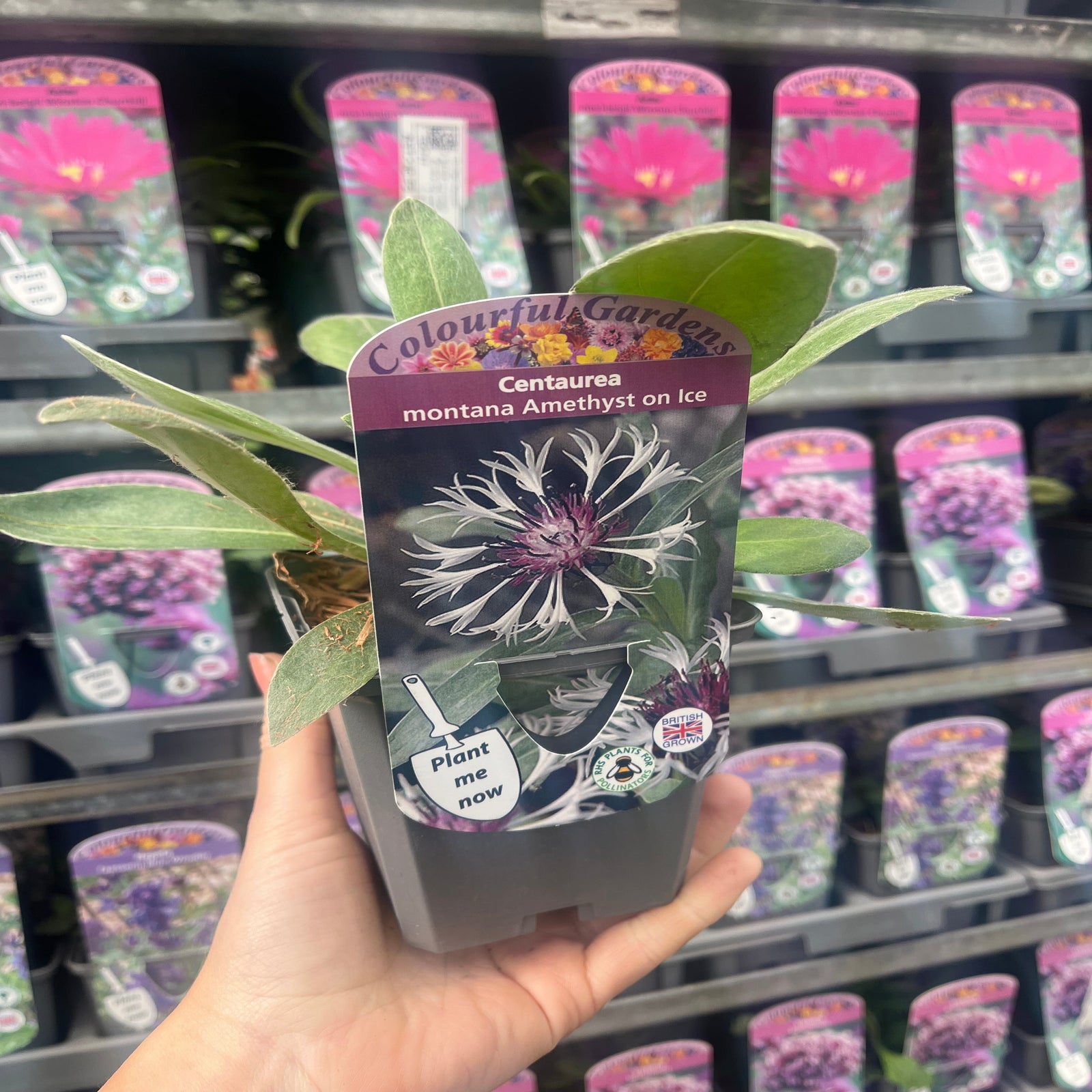 Close-up of Centaurea montana Amethyst on Ice 9cm/2L—vibrant purple and white fringed flowers with spiky petals stand out against green foliage, making this hardy perennial ideal for cottage gardens.