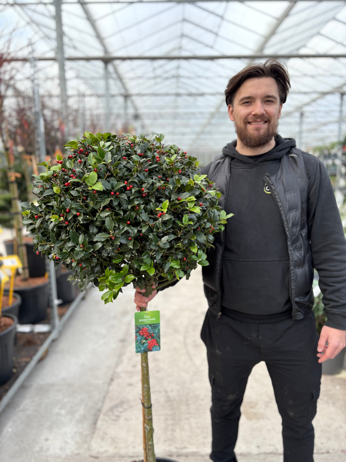 Standard Holly Tree | Ilex meserveae 'Blue Maid'