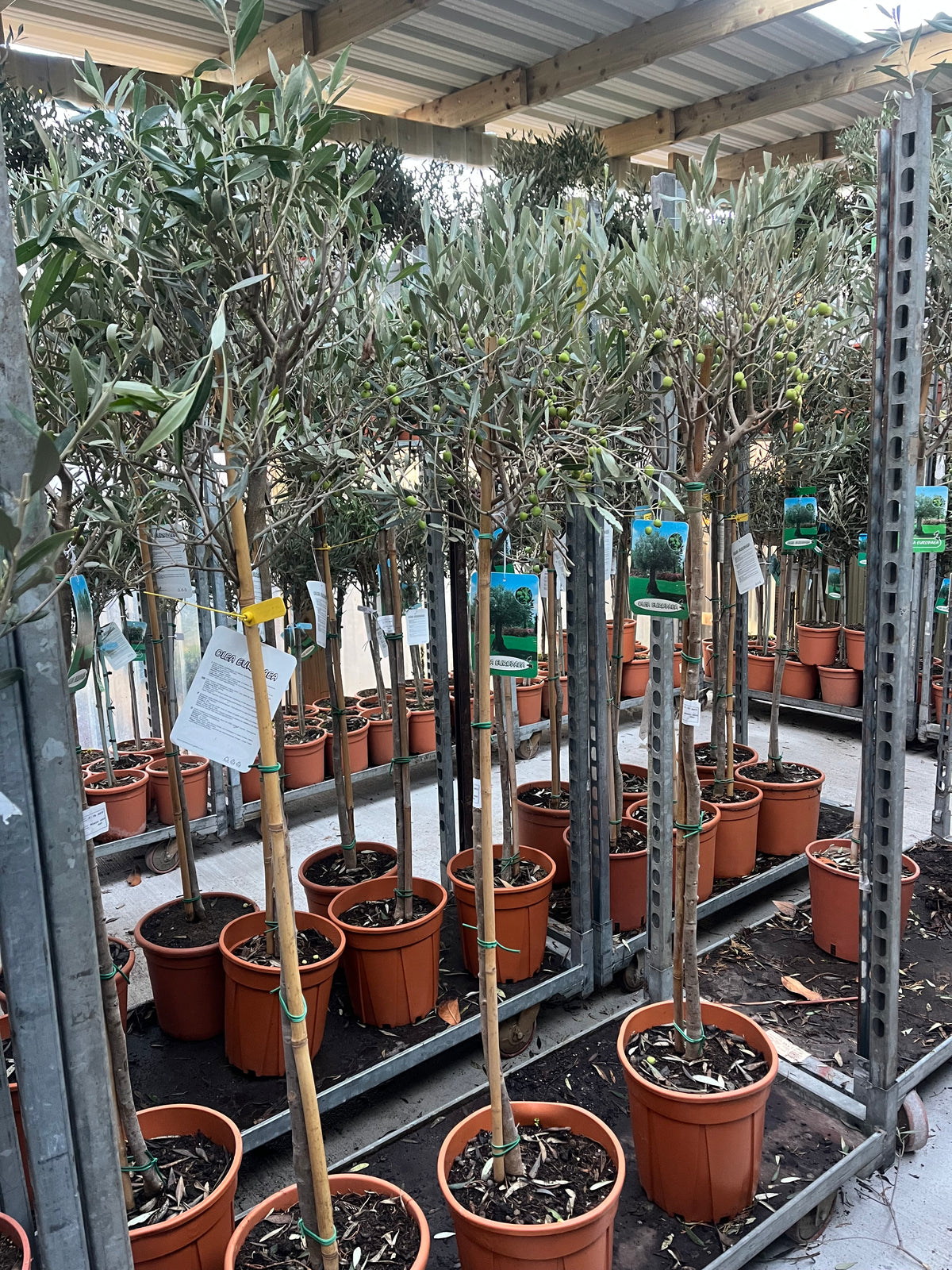 Olive Tree 150-170cm (Second Selection - Reduced to clear)