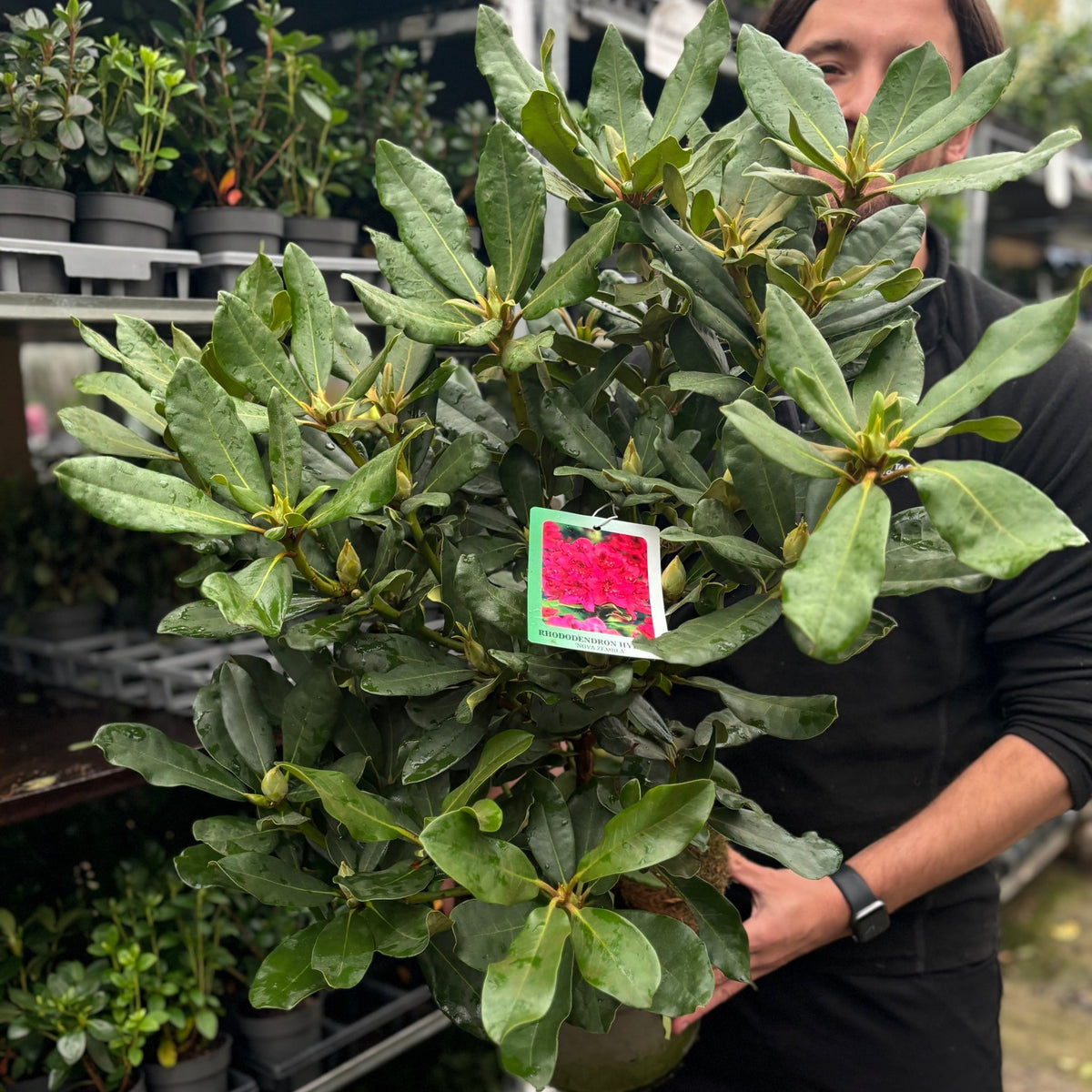 Rhododendron &#39;Nova Zembla&#39; 2L / 5L