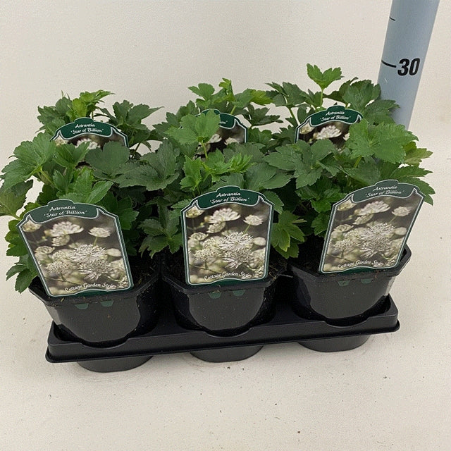 Astrantia &#39;Star of Billion&#39; 2L