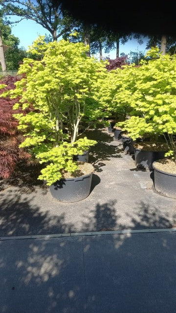 Acer shirasawanum &#39;Aureum&#39; 90L
