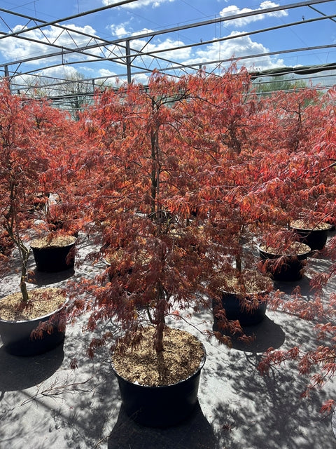 An Acer palmatum 'Inabar-Shidar' 50L 170cm Japanese Maple with reddish leaves is displayed outdoors among ornamental trees, beneath metal beams, on a sunny day.