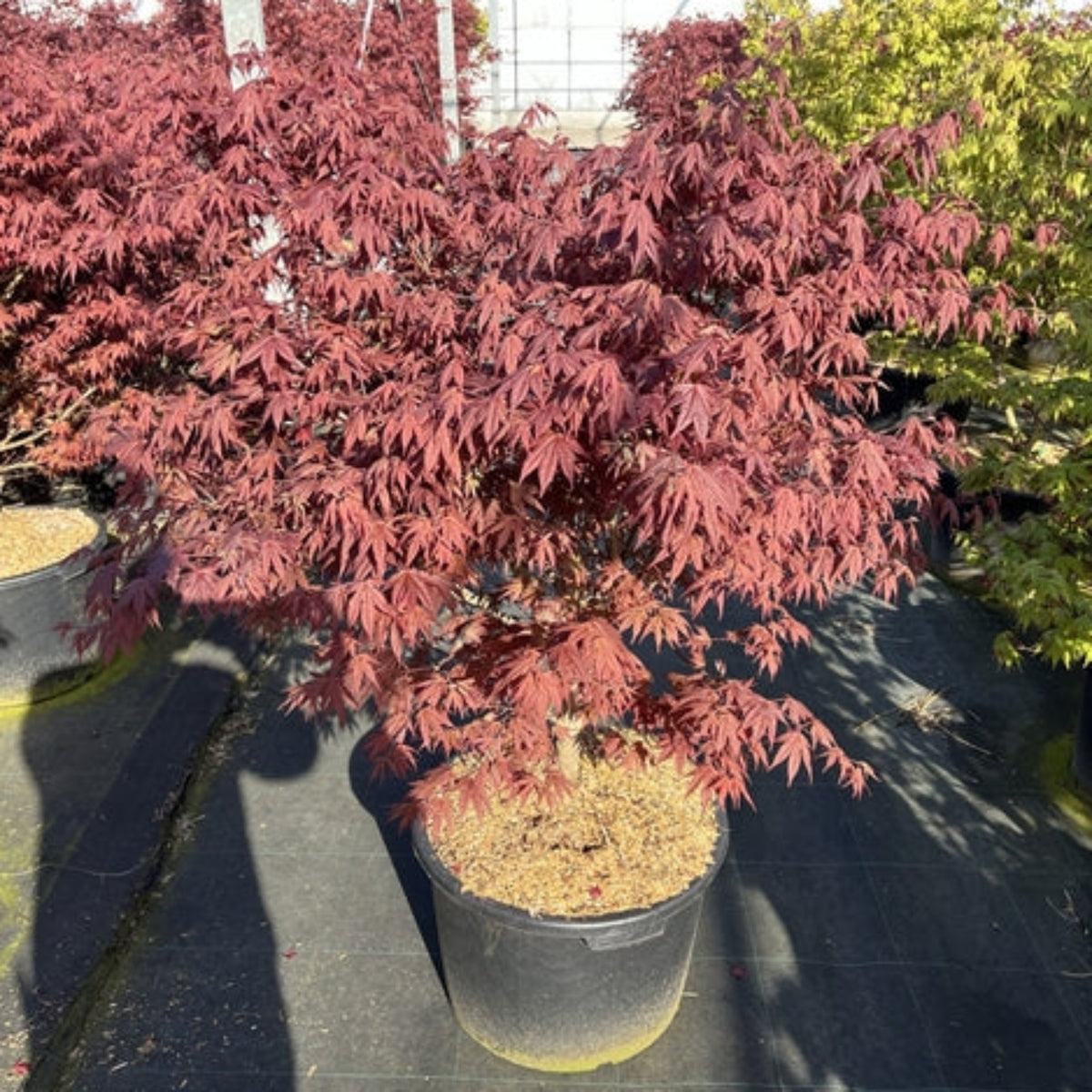 An Acer palmatum &#39;Atropurpureum&#39; 170cm 50L with vivid red leaves stands on black ground cover at an outdoor nursery, surrounded by other potted plants, with two people’s shadows in the foreground.