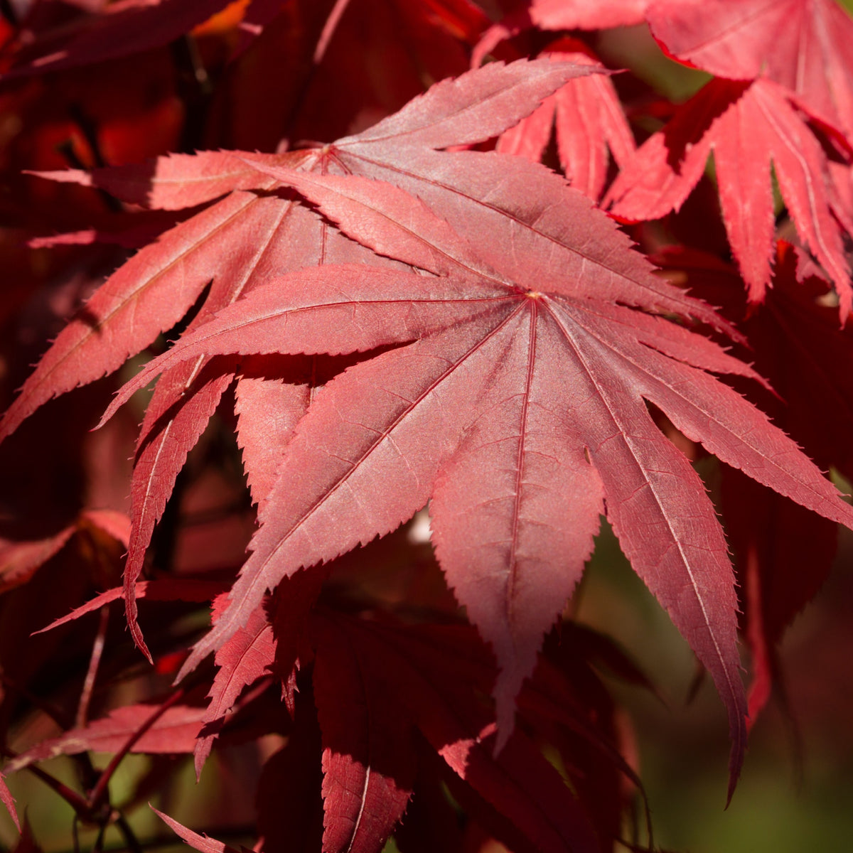 Acer palmatum 'Red Emperor' 20L 140cm
