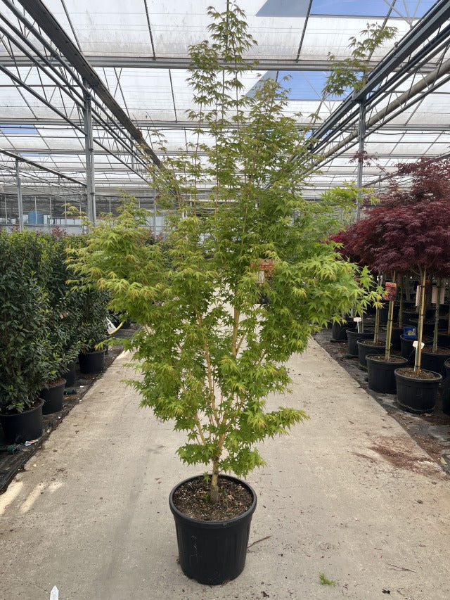 Acer palmatum 'Sangokaku' 32L 170cm