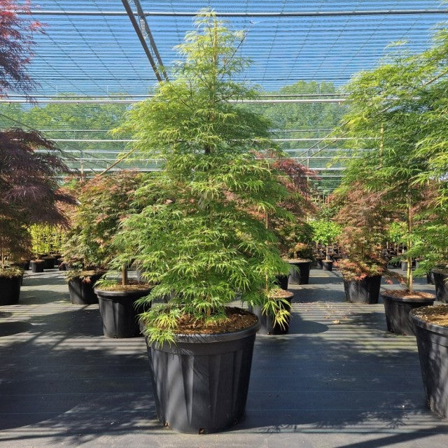 An Acer palmatum Dissectum 3L / 10L / 130L with lacy leaves sits on black flooring, surrounded by similar potted trees in a sunlit greenhouse with wire mesh above.