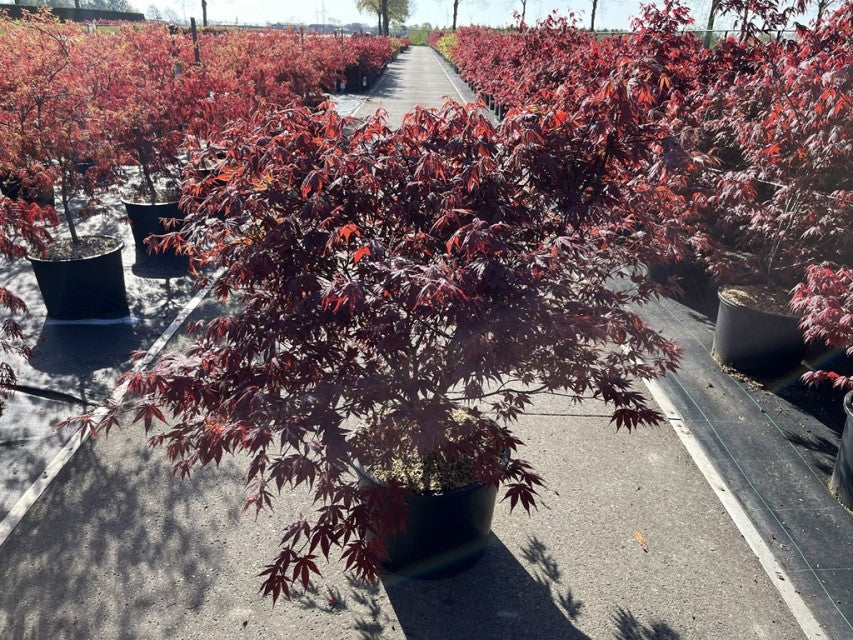 Acer palmatum &#39;Atropurpureum&#39; 10.5cm-130L