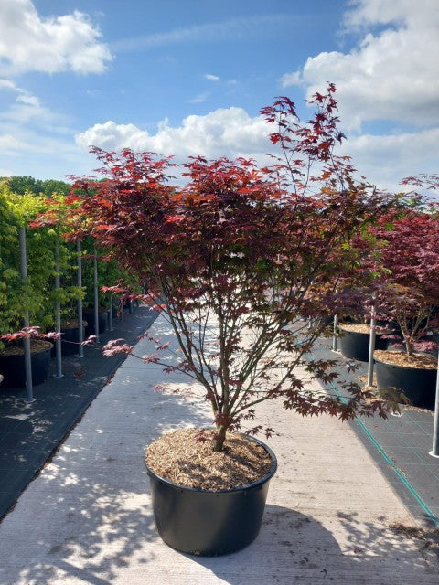 Acer palmatum &#39;Atropurpureum&#39; 10.5cm-130L