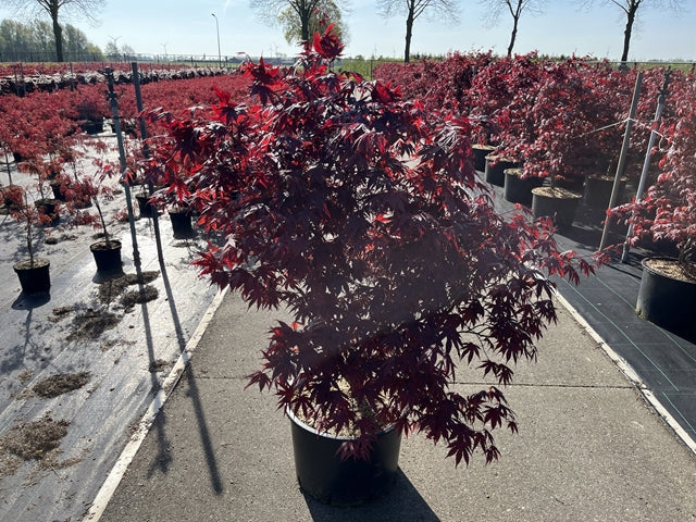 Acer palmatum 'Bloodgood' 35L 150cm