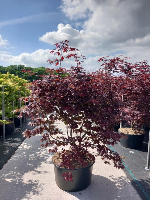 Acer palmatum &#39;Bloodgood&#39; 3L / 10L / 70L / 90L