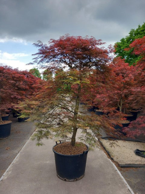 Acer palmatum Garnet 3L-235L