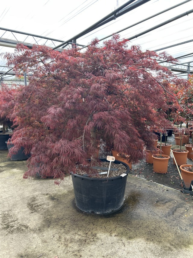 Acer palmatum Garnet 3L-235L