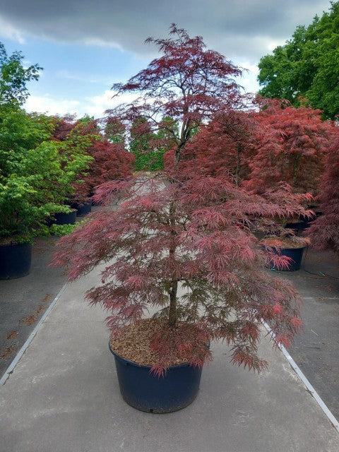 Acer palmatum Garnet 3L-235L