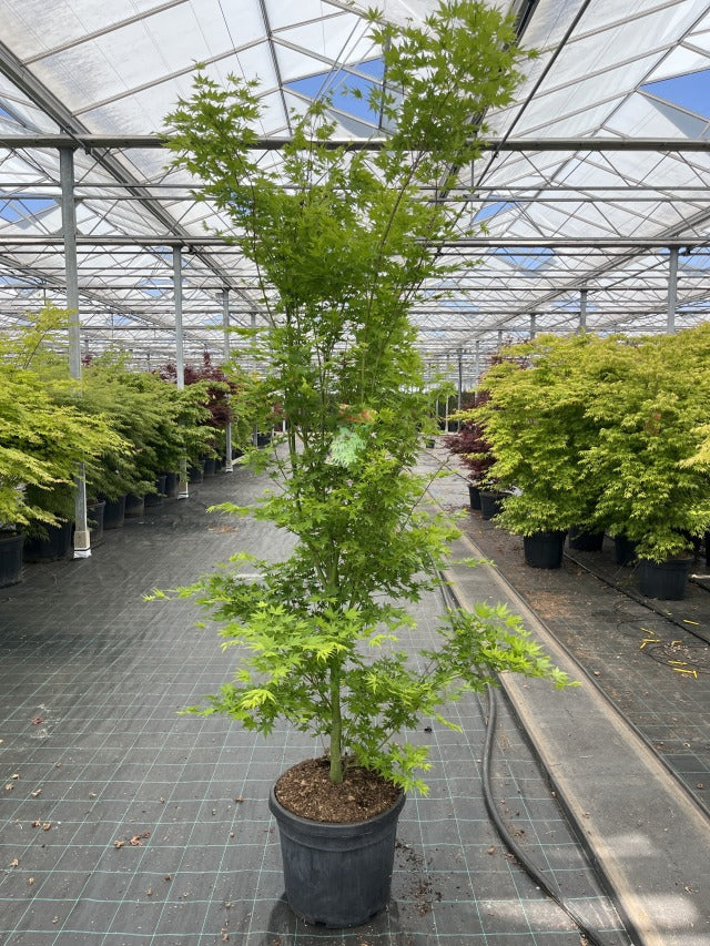Acer palmatum &#39;Going Green&#39; 10.5cm/2L/3L/45L