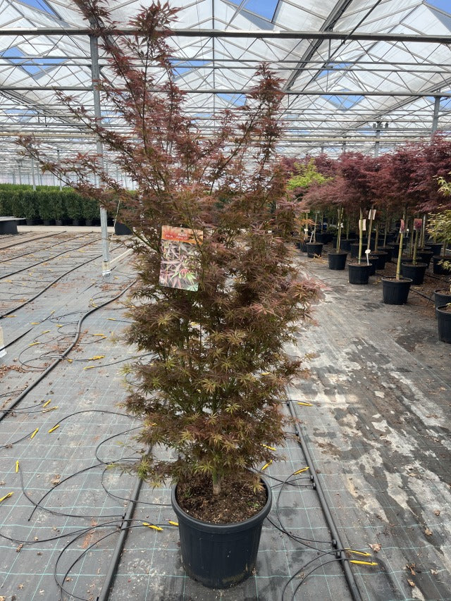 An Acer palmatum Jerre Schwartz 3L/35L, a vibrant deciduous shrub with reddish-purple foliage, rests on the greenhouse floor among other garden plants and watering hoses, bathed in sunlight from the transparent roof.