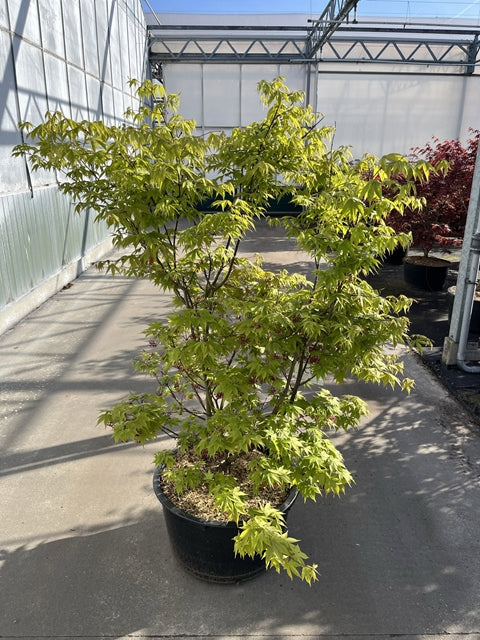 Acer palmatum &#39;Osakazuki&#39; 65L 170cm 65L 180cm