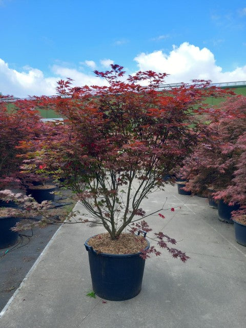 Acer palmatum &#39;Atropurpureum&#39; 10.5cm-130L