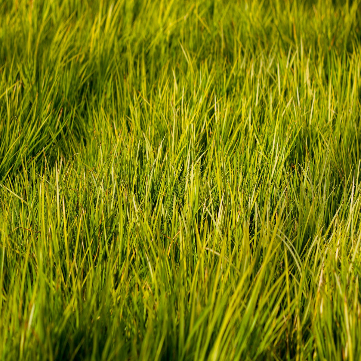 Acorus gramineus &#39;Hakuro Nishiki&#39; 9cm