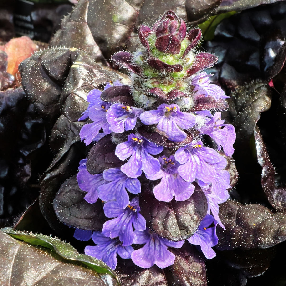 Ajuga reptans &#39;Black Scallop&#39; (Young Perennial) PRE ORDER SPRING &#39;26