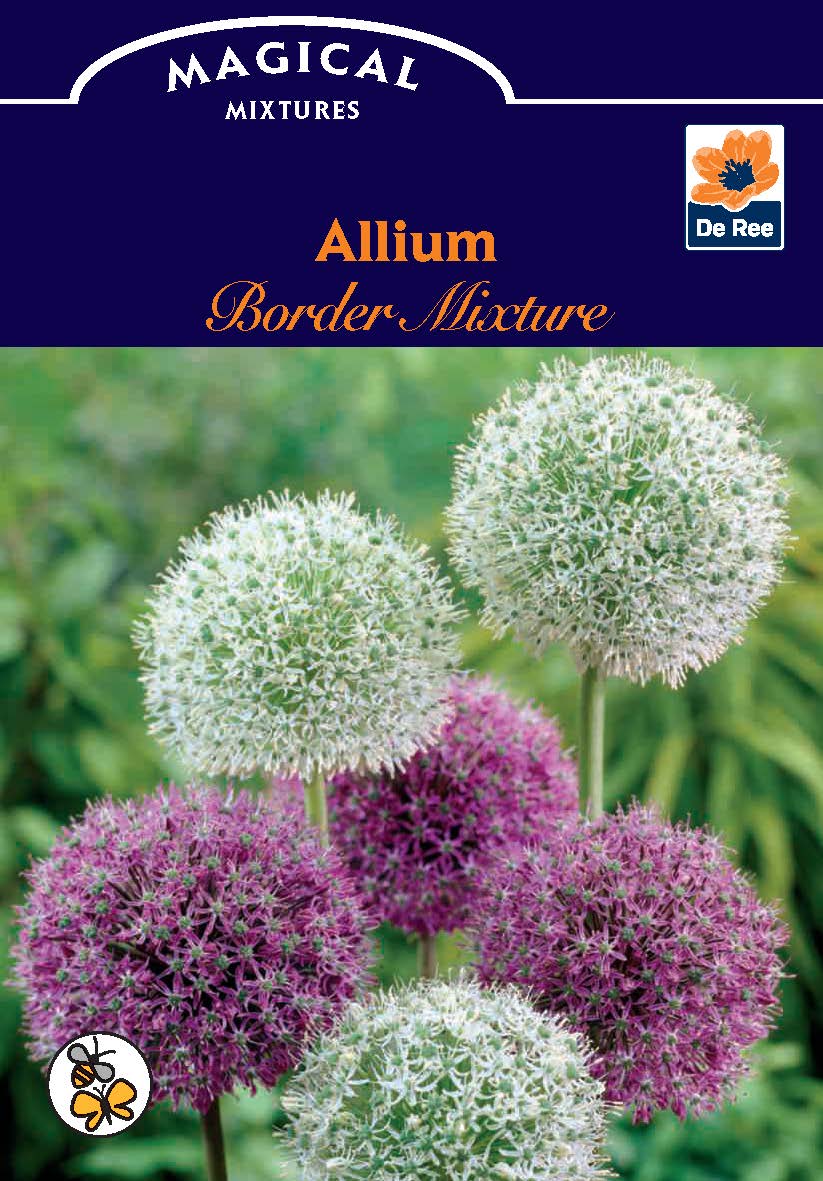 Allium Purple &amp; White (5/10 Bulbs)