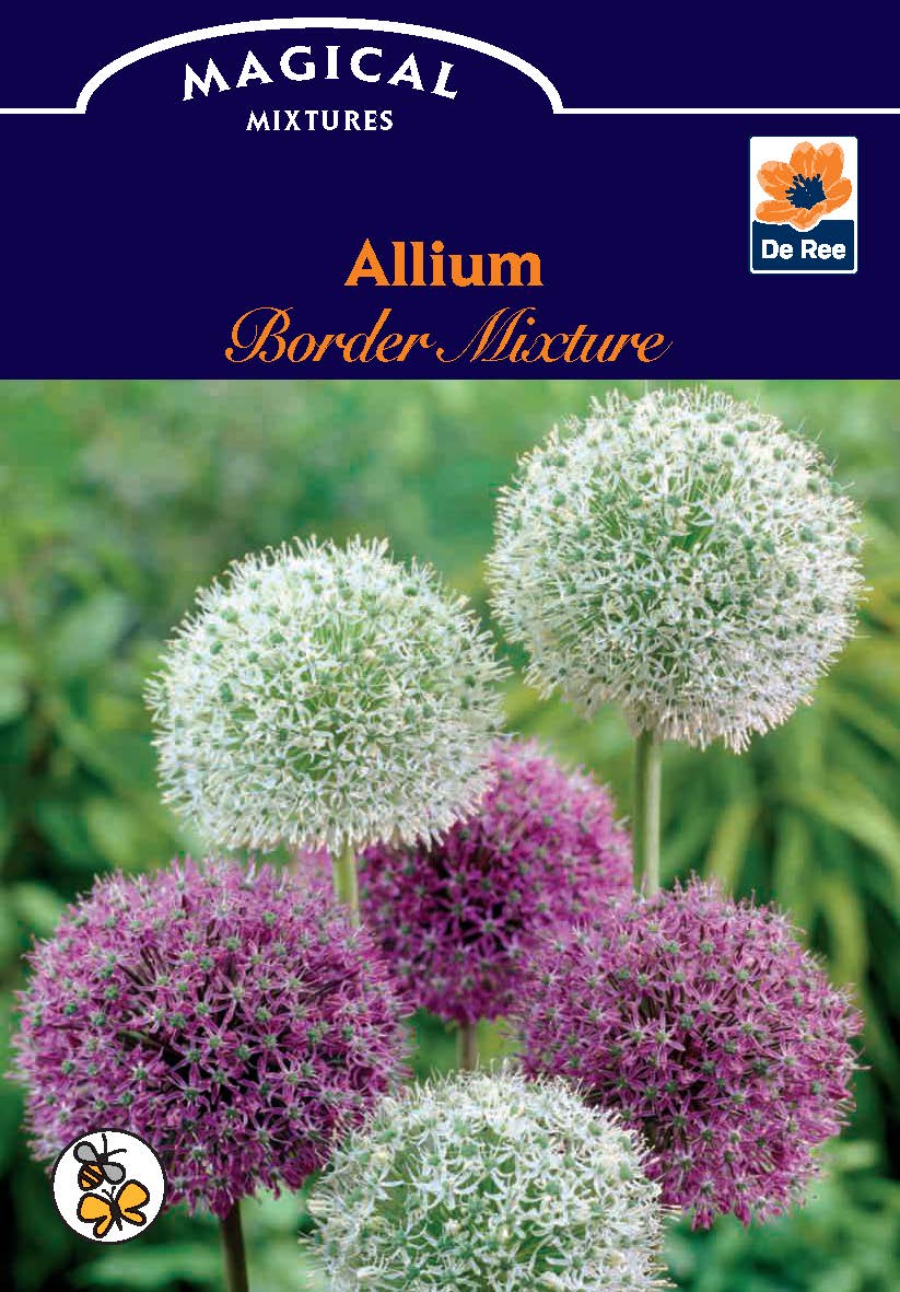 Allium Purple & White (5 Bulbs)