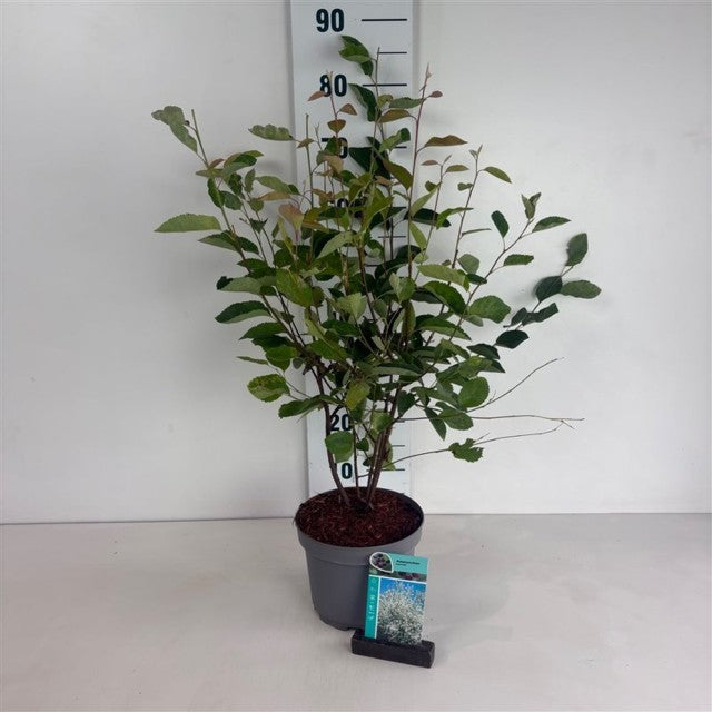 Amelanchier lamarckii 3.5L / 7.5L
