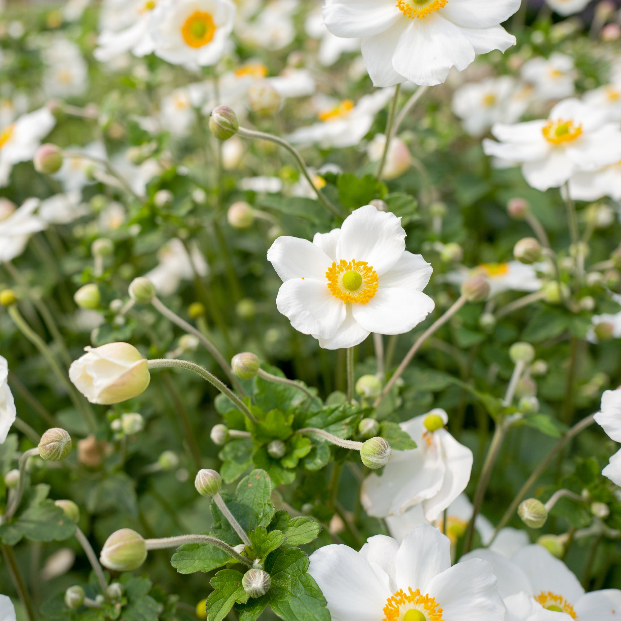 Anemone x hybrida 'Honorine Jobert' (Young Perennial) PRE ORDER SPRING '26