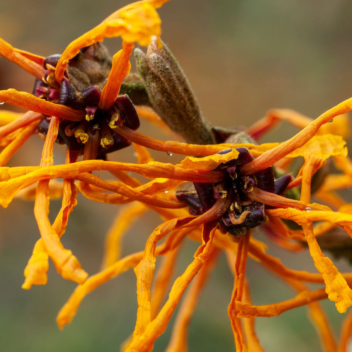 Hamamelis x intermedia &#39;Aphrodite&#39; 2L (40-50cm)