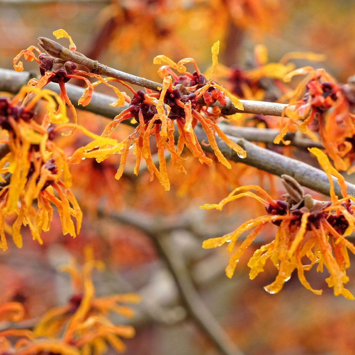 Hamamelis x intermedia &#39;Aphrodite&#39; 2L (40-50cm)