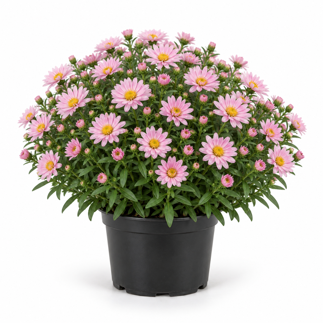 Aster 'Alpha Light Pink' 2L