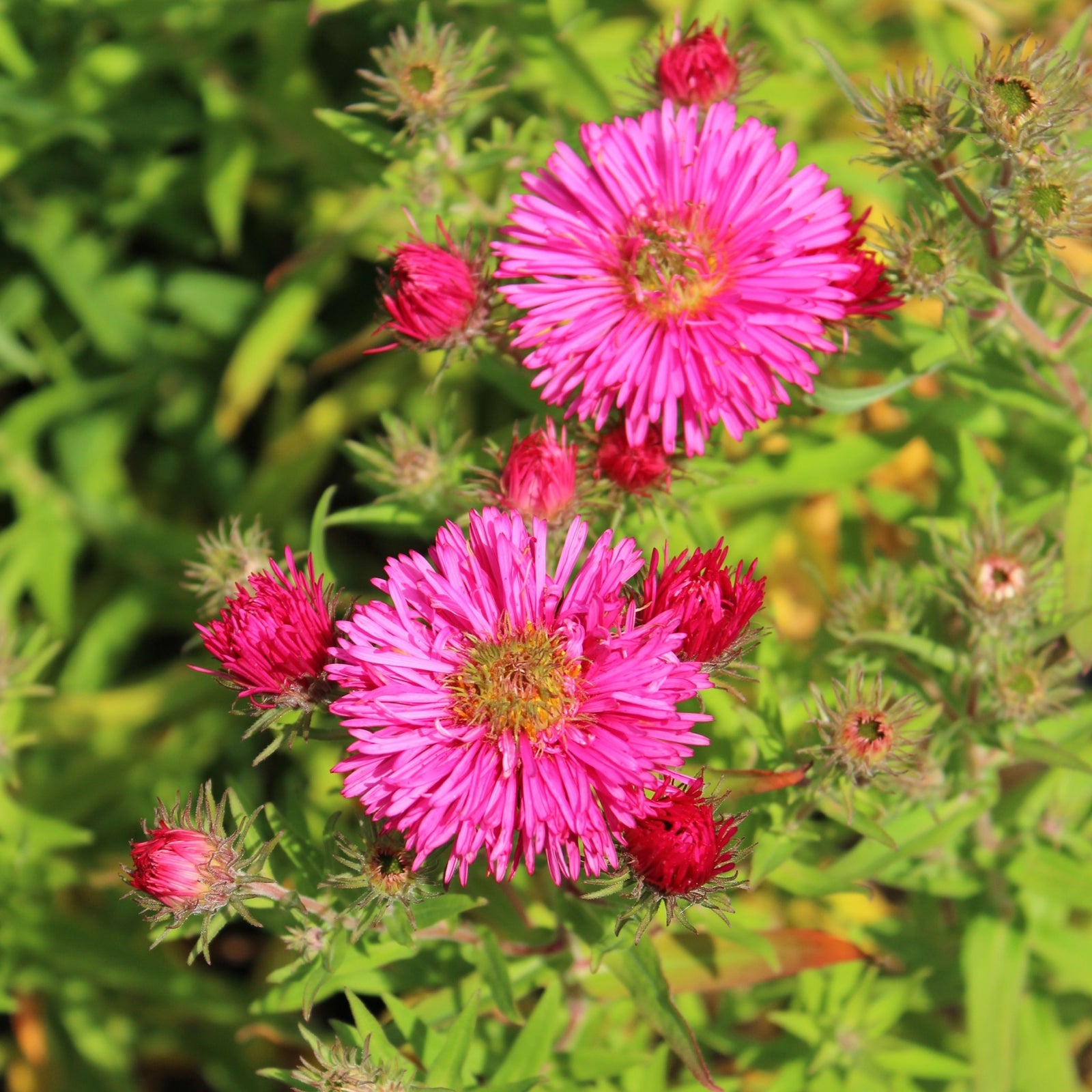 Aster novi-belgi 'Winston Churchill' (Young Perennial) PRE ORDER SPRING '26