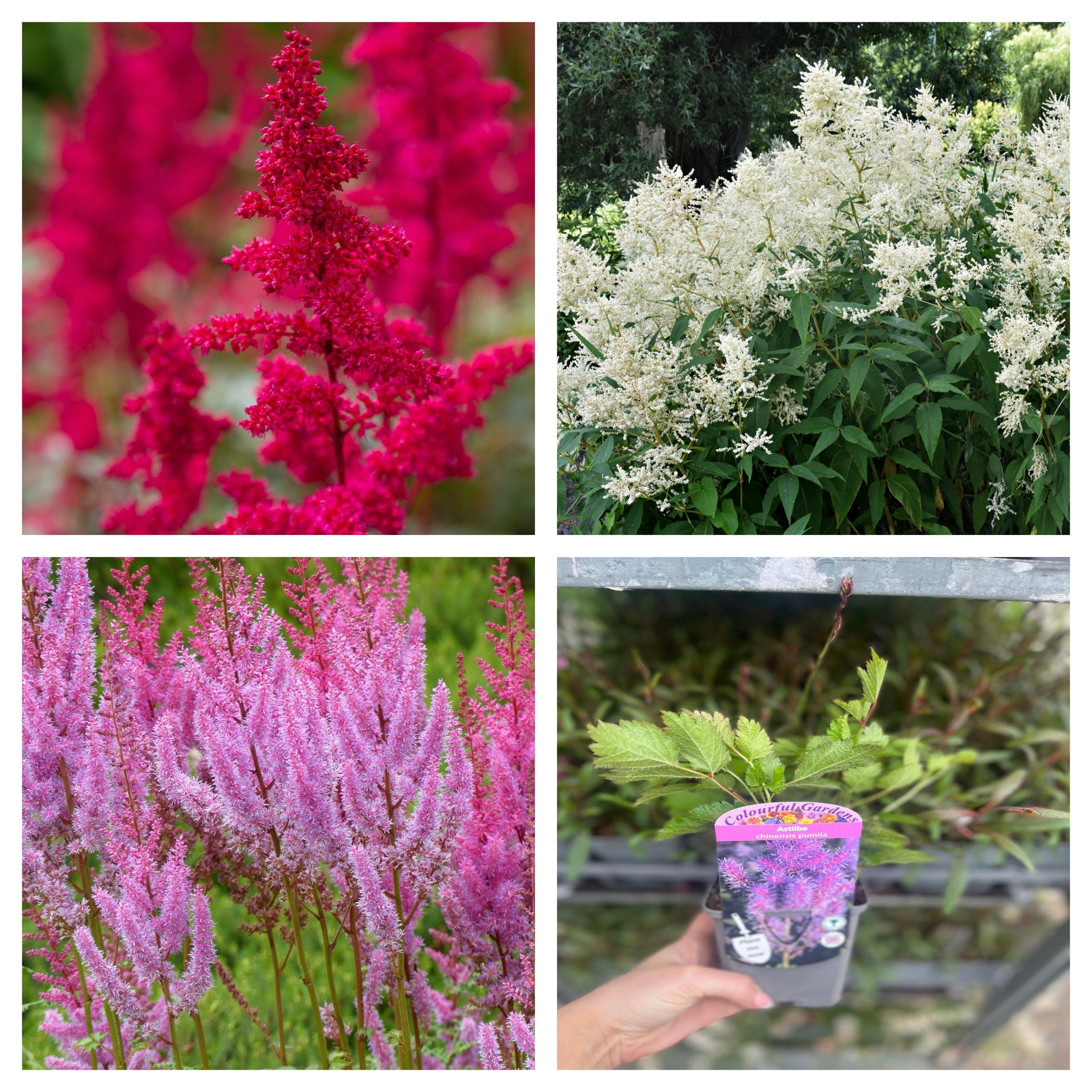 Mix of 3 x Astilbe 9cm