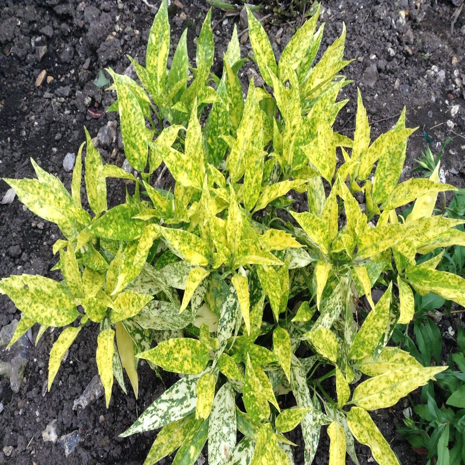 Aucuba 'Golden Girl' 9cm is a bushy evergreen shrub with long, slender leaves mottled in golden-yellow and green, creating a vibrant pattern above dark soil.